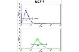 COX5A Antibody (Center) FC analysis of MCF-7cells (bottom histogram) compared to a negative control cell (top histogram). (COX5A Antikörper  (Middle Region))