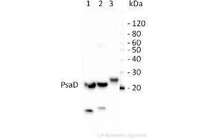 Western Blotting (WB) image for anti-psi-D Subunit of Photosystem I antibody (ABIN5684022)