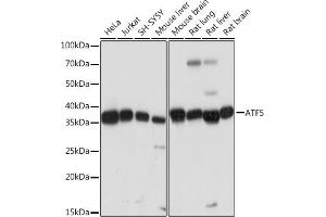 Western blot analysis of extracts of various cell lines, using  Rabbit mAb (ABIN7265406) at 1:1000 dilution. (ATF5 Antikörper)