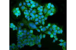 IF analysis of GRSF1 using anti-GRSF1 antibody (ABIN7599803).