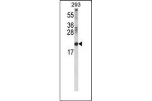 Western Blotting (WB) image for anti-Retinol Binding Protein 2, Cellular (RBP2) (AA 63-92), (Middle Region) antibody (ABIN954518)