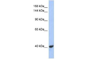 WB Suggested Anti-KCNQ2 Antibody Titration:  0. (KCNQ2 Antikörper  (Middle Region))