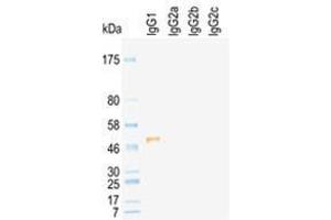 Western Blot of rat immunoglobulins under reducing condition detected by HRP conj ugated KT96 (Maus anti-Ratte IgG2a Antikörper (HRP))