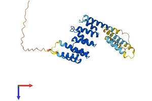 PEX26 Protein (AA 1-305) (His tag)