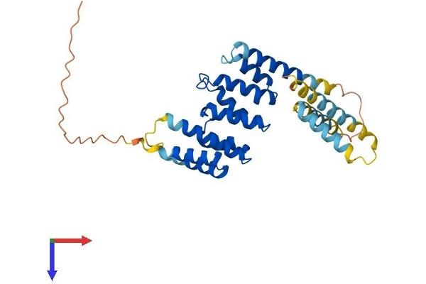 PEX26 Protein (AA 1-305) (His tag)