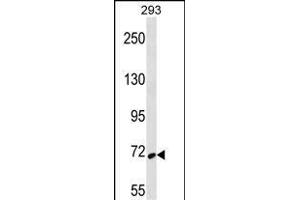 SYK Antibody (ABIN656690 and ABIN2845927) western blot analysis in 293 cell line lysates (35 μg/lane). (SYK Antikörper  (AA 268-305))