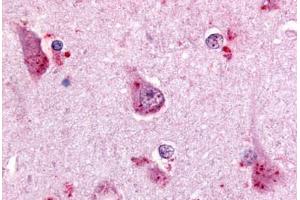 Anti-GPR68 antibody  ABIN1048864 IHC staining of human brain, cortex. (GPR68 Antikörper  (C-Term))