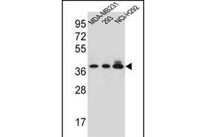 TAS2R1 Antibody (C-term) (ABIN656905 and ABIN2846102) western blot analysis in MDA-M,293,NCI- cell line lysates (35 μg/lane). (TAS2R1 Antikörper  (C-Term))