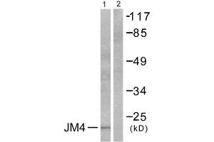 Western Blotting (WB) image for anti-PRA1 Domain Family, Member 2 (PRAF2) (C-Term) antibody (ABIN1848624) (PRAF2 Antikörper  (C-Term))