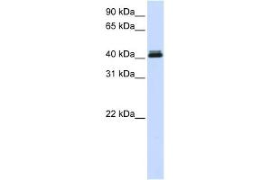 WB Suggested Anti-CANT1 Antibody Titration: 0.