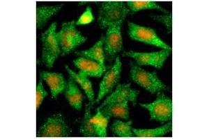 Immunofluorescenitrocellulosee of human HeLa cells stained with PI (Red) and monoclonal anti-Maspin antibody (1:500) with Alexa 488 (Green). (SERPINB5 Antikörper  (AA 1-375))
