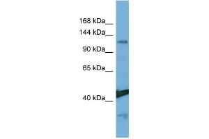 Host:  Rabbit  Target Name:  NINL  Sample Type:  Hela Whole Cell lysates  Antibody Dilution:  1. (NINL Antikörper  (Middle Region))