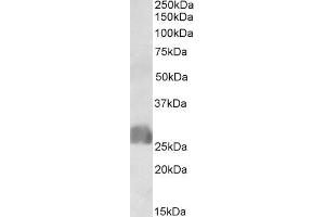 ABIN1590105 (1µg/ml) staining of Human Placenta lysate (35µg protein in RIPA buffer).