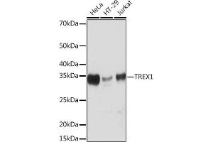Western blot analysis of extracts of various cell lines, using TREX1 Rabbit mAb (ABIN7270814) at 1:1000 dilution. (TREX1 Antikörper)