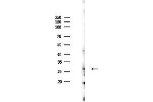 anti-RAN Binding Protein 1 (RANBP1) (N-Term) antibody
