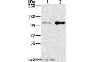 Western blot analysis of HT-29 and 293T cell, using SLTM Polyclonal Antibody at dilution of 1:400 (SLTM Antikörper)