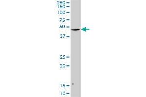 SNUPN MaxPab rabbit polyclonal antibody. (Snurportin 1 Antikörper  (AA 1-360))