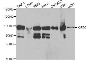 Western Blotting (WB) image for anti-Kinesin Family Member 2C (KIF2C) antibody (ABIN1876637) (KIF2C Antikörper)