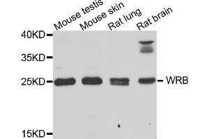 Western blot analysis of extracts of various cell lines, using WRB antibody (ABIN5974453) at 1/1000 dilution. (WRB Antikörper)