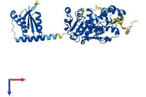 MDH1B Protein (AA 1-500) (His tag)