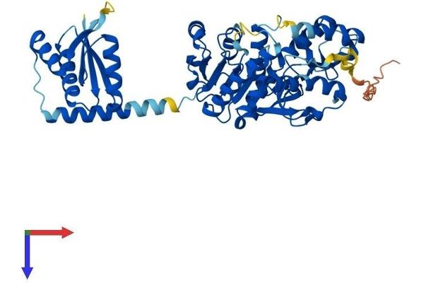 MDH1B Protein (AA 1-500) (His tag)