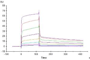 Surface Plasmon Resonance (SPR) image for Poliovirus Receptor (PVR) (AA 28-343) protein (His tag) (ABIN7274060)