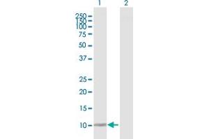 Western Blot analysis of DDT expression in transfected 293T cell line by DDT MaxPab polyclonal antibody. (DDT Antikörper  (AA 1-118))