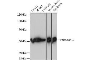 Western blot analysis of extracts of various cell lines, using Pannexin 1 Rabbit mAb (ABIN7269168) at 1:1000 dilution. (PANX1 Antikörper)