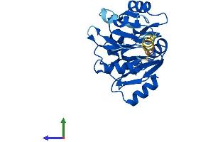 Protein Structure (PS) image for Eukaryotic Translation Initiation Factor 6 (EIF6) (AA 1-245) protein (His tag) (ABIN7548472)