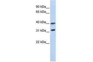 Image no. 1 for anti-G Protein-Coupled Receptor 27 (GPR27) (AA 288-337) antibody (ABIN6743462)