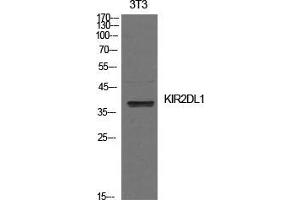 Western Blot (WB) analysis of NIH-3T3 cells using CD158a Polyclonal Antibody.