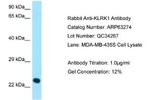 Western Blotting (WB) image for anti-Killer Cell Lectin-Like Receptor Subfamily K, Member 1 (KLRK1) (C-Term) antibody (ABIN2789432)