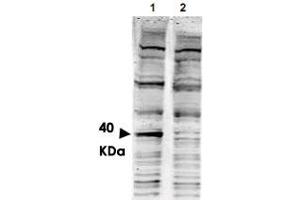 Western blot using PACRG polyclonal antibody  shows detection of aband ~ 40 KDa corresponding to human PACRG (arrowhead lane 1). (PACRG Antikörper  (AA 204-215))