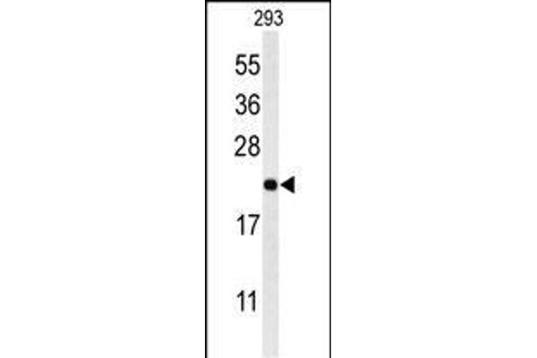 MRAP anticorps  (N-Term)