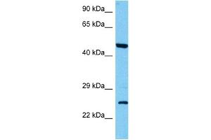 Host:  Mouse  Target Name:  CLDN16  Sample Tissue:  Mouse Kidney  Antibody Dilution:  1ug/ml (Claudin 16 Antikörper  (C-Term))