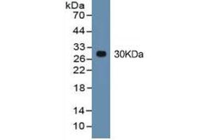 Rabbit Capture antibody from the kit in WB with Positive Control: HepG2 cell lysate. (HMGB1 ELISA Kit)