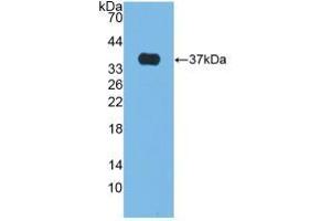 Figure. (Alkaline Phosphatase Antikörper  (AA 18-335))