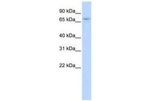 Image no. 1 for anti-Zinc Finger Protein 708 (ZNF708) (AA 144-193) antibody (ABIN6741088) (ZNF708 Antikörper  (AA 144-193))