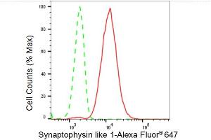 Flow cytometric analysis of Synaptophysin like 1 expression in HeLa cells using Synaptophysin like 1 antibody (ABIN7800486), 1:2,000). (Rekombinanter SYPL1 Antikörper)