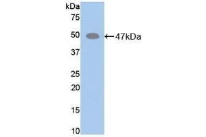 Detection of Recombinant ELN, Mouse using Polyclonal Antibody to Elastin (ELN) (Elastin Antikörper  (AA 266-443))