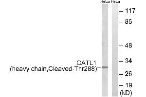 Western blot analysis of extracts from HeLa cells, treated with etoposide (25uM, 1hour), using CATL1 (heavy chain, Cleaved-Thr288) antibody. (CPT1C Antikörper  (Cleaved-Thr288, Heavy Chain))