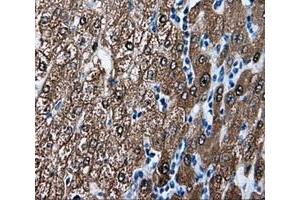 Immunohistochemical staining of paraffin-embedded liver tissue using anti-BHMT mouse monoclonal antibody. (BHMT Antikörper)
