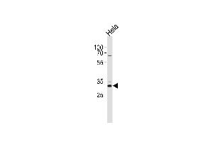 CCND1 Antibody  (ABIN1881175 and ABIN2838924) western blot analysis in Hela cell line lysates (35 μg/lane). (Cyclin D1 Antikörper  (C-Term))