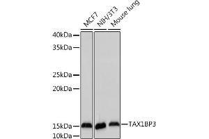 Western blot analysis of extracts of various cell lines, using TBP3 Rabbit mAb (ABIN7270742) at 1:1000 dilution. (TAX1BP3 Antikörper)