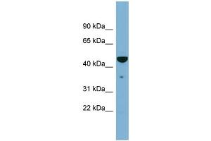 WB Suggested Anti-TAPBP Antibody Titration:  0. (TAPBP Antikörper  (Middle Region))