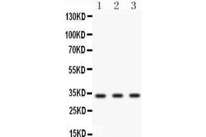 Anti- Cyclin D1 Picoband antibody, Western blotting All lanes: Anti Cyclin D1  at 0.