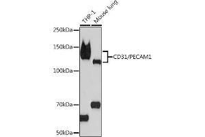 Western blot analysis of extracts of various cell lines, using CD31/PEC Rabbit mAb (ABIN7269407) at 1:1000 dilution. (CD31 Antikörper)