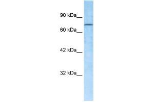 WB Suggested Anti-RBAK Antibody Titration:  0.