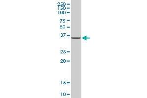 C1orf80 MaxPab polyclonal antibody. (AIDA Antikörper  (AA 1-306))