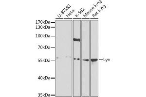 Western blot analysis of extracts of various cell lines, using Lyn antibody (ABIN3022893, ABIN3022894, ABIN3022895 and ABIN6219284) at 1:1000 dilution. (LYN Antikörper  (AA 1-240))